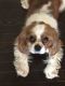 King Charles Spaniel Puppies for sale in Detroit, MI, USA. price: NA