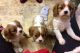 King Charles Spaniel Puppies for sale in Miami Beach, FL, USA. price: NA