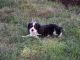 King Charles Spaniel Puppies for sale in Sumter, SC, USA. price: $1,600