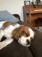 King Charles Spaniel Puppies for sale in Cinco Ranch, TX, USA. price: $500