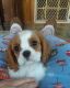 King Charles Spaniel Puppies for sale in Indianapolis, IN, USA. price: $1,450