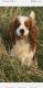 King Charles Spaniel Puppies for sale in Zimmerman, MN 55398, USA. price: NA