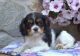 King Charles Spaniel Puppies for sale in East Point, GA 30344, USA. price: $730