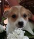 King Charles Spaniel Puppies for sale in Newaygo, MI 49337, USA. price: NA