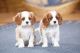 King Charles Spaniel Puppies for sale in Phoenix, AZ, USA. price: NA