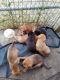 King Shepherd Puppies for sale in Bakersfield, CA 93305, USA. price: $300