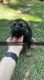 King Shepherd Puppies for sale in Verdon, NE 68457, USA. price: $2,500