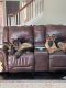 King Shepherd Puppies for sale in Houston, TX 77089, USA. price: $3,000