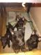 King Shepherd Puppies for sale in Jacksonville, FL, USA. price: NA