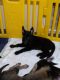 King Shepherd Puppies for sale in Jacksonville, FL 32218, USA. price: $800