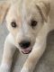 King Shepherd Puppies for sale in El Cajon, CA, USA. price: $25