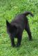 King Shepherd Puppies for sale in Pagosa Springs, CO 81147, USA. price: NA