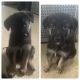 King Shepherd Puppies for sale in Binghamton, NY 13905, USA. price: $600