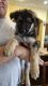 King Shepherd Puppies for sale in Maricopa, AZ, USA. price: $2,000