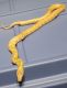 Kingsnake Reptiles for sale in Albuquerque, NM, USA. price: $100
