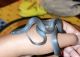 Kingsnake Reptiles for sale in Los Angeles, CA, USA. price: $450