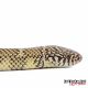 Kingsnake Reptiles for sale in NJ-17, Paramus, NJ 07652, USA. price: NA