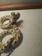 Kingsnake Reptiles for sale in Prescott Valley, AZ, USA. price: NA