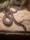 Kingsnake Reptiles for sale in Worcester, MA 01603, USA. price: NA
