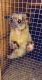 Kinkajou Animals for sale in Ravenna, OH 44266, USA. price: $2,500