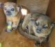 Kinkajou Animals for sale in Clearwater, FL, USA. price: $5,500