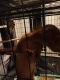Kinkajou Animals for sale in Harriman, TN 37748, USA. price: $1,800