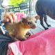 Kinkajou Animals for sale in Crestview, FL, USA. price: $1,500