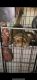 Kinkajou Animals for sale in Flushing, NY 11365, USA. price: NA