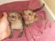 Kinkajou Animals for sale in Oklahoma City, OK, USA. price: NA