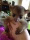Kinkajou Animals for sale in Knoxville, TN, USA. price: NA