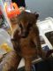 Kinkajou Animals for sale in Jacksonville, FL, USA. price: NA