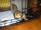 Kinkajou Animals for sale in Lawton, OK, USA. price: NA