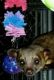 Kinkajou Animals for sale in San Diego, CA, USA. price: NA