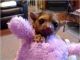 Kinkajou Animals for sale in Oklahoma City, OK, USA. price: $250