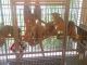 Kinkajou Animals for sale in Gainesville, FL, USA. price: NA