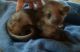 Kinkajou Animals for sale in Seattle, WA, USA. price: NA