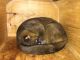 Kinkajou Animals for sale in Blytheville, AR 72315, USA. price: NA