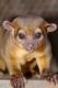 Kinkajou Animals for sale in Las Vegas, NV, USA. price: NA