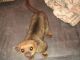 Kinkajou Animals for sale in New Johnsonville, TN, USA. price: NA