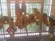 Kinkajou Animals for sale in Colorado Springs, CO, USA. price: NA