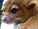 Kinkajou Animals for sale in Tuscaloosa County, AL, USA. price: NA