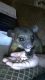 Kinkajou Animals for sale in Tampa, FL, USA. price: $350