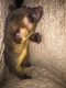Kinkajou Animals for sale in Dallas, TX 75277, USA. price: NA