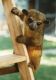 Kinkajou Animals for sale in Alexandria, VA, USA. price: NA