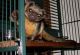 Kinkajou Animals for sale in Moultrie, GA, USA. price: NA