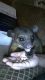Kinkajou Animals for sale in Riverside, CA 92507, USA. price: NA