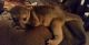 Kinkajou Animals for sale in Abilene, Houston, TX 77020, USA. price: NA