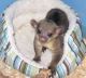 Kinkajou Animals for sale in Scottsdale, AZ, USA. price: NA
