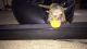 Kinkajou Animals for sale in Bakersfield, CA 93313, USA. price: NA