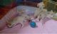 Kinkajou Animals for sale in Dupont Circle, Washington, DC, USA. price: NA